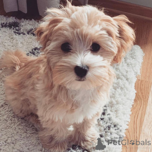 Photo №4. Je vais vendre maltipu en ville de Berlin. annonce privée, éleveur - prix - 700€