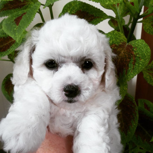 Photo №1. bichon à poil frisé - à vendre en ville de Bryansk | 573€ | Annonce №3031