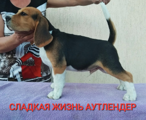 Photo №1. beagle - à vendre en ville de Magnitogorsk | 429€ | Annonce №2685