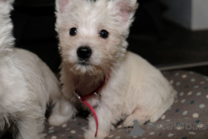 Photo №3. Chiots West Highland Terrier. Belgique