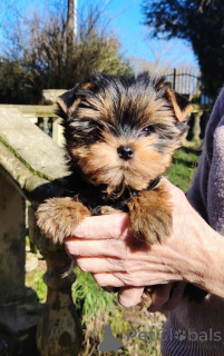 Photo №3. Chiot Yorkshire terrier à adopter. Belgique