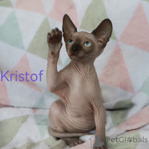 Photo №3. Chatons du sphinx canadien. La Lettonie