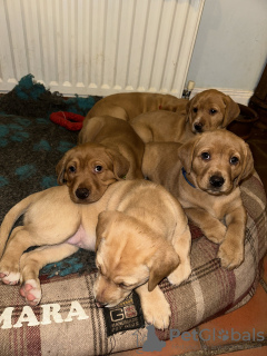 Photo №2 de l'annonce № 128728 de la vente labrador retriever - acheter à USA annonce privée