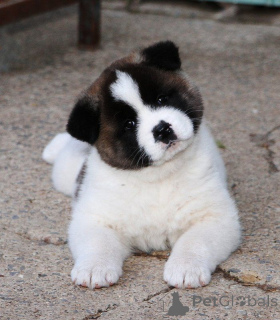Photo №1. akita (chien) - à vendre en ville de Varsovie | négocié | Annonce №174936