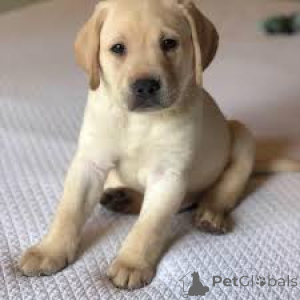 Photo №2 de l'annonce № 169375 de la vente labrador retriever - acheter à La finlande annonce privée, éleveur