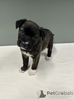 Photo №3. Urocze aime le border collie de l'adoption. Pologne