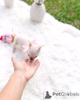 Photo №1. chihuahua - à vendre en ville de Björkö | 650€ | Annonce №145385