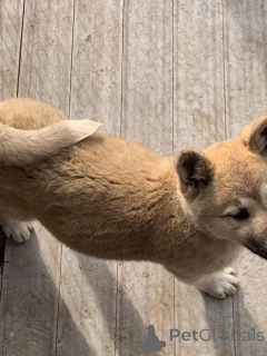 Photo №4. Je vais vendre akita (chien) en ville de Chimay. annonce privée, éleveur - prix - 850€