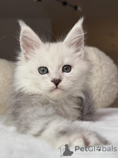 Photo №3. Chaton Mainecoon. La Grande-Bretagne