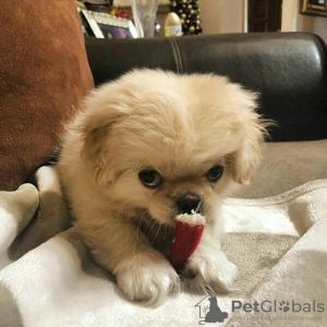 Photo №3. Piękny Miot Szczeniąt Pekińczyka. Pologne