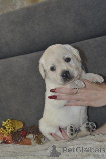 Photos supplémentaires: Labrador Retriever