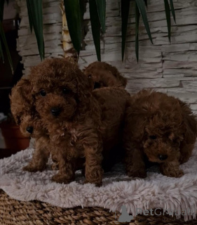 Photo №4. Je vais vendre caniche (jouet) en ville de Vilovo. éleveur - prix - négocié