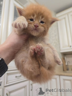 Photo №2 de l'annonce № 164176 de la vente maine coon - acheter à La finlande de l'abri
