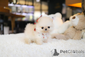 Photo №4. Je vais vendre spitz nain en ville de El Paso. éleveur - prix - négocié