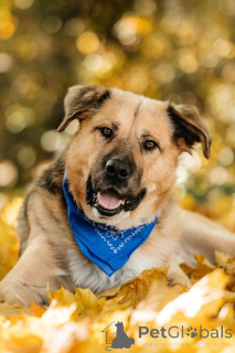 Photo №1. chien bâtard - à vendre en ville de Rivière moscou | Gratuit | Annonce №156697