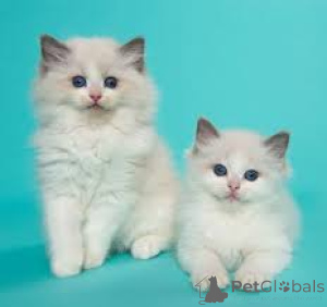 Photo №3. Chatons Ragdoll disponibles à la vente.. Belgique