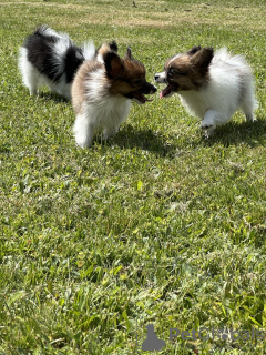 Photo №1. papillon - à vendre en ville de Vilnius | 800€ | Annonce №116199