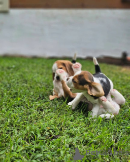 Photo №3. chiots beagle. Allemagne