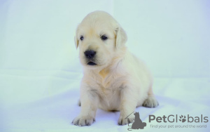 Photo №1. golden retriever - à vendre en ville de Berlin | 150€ | Annonce №109279