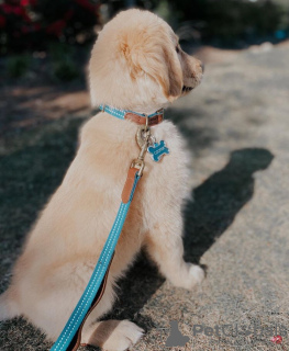 Photo №1. golden retriever - à vendre en ville de Zagreb | 400€ | Annonce №102685