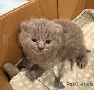 Photo №3. Chaton Shorthair britannique. Allemagne