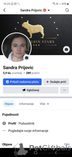 Photo №4. Je vais vendre bouledogue en ville de Belgrade.  - prix - négocié