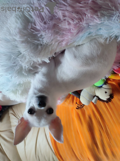 Photo №2 de l'annonce № 127182 de la vente chihuahua - acheter à Allemagne annonce privée