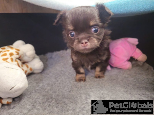 Photo №3. Schokoladen-tri-langhaar-chihuahua. Allemagne