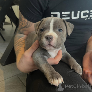 Photo №1. staffordshire bull terrier - à vendre en ville de Eindhoven | négocié | Annonce №167036