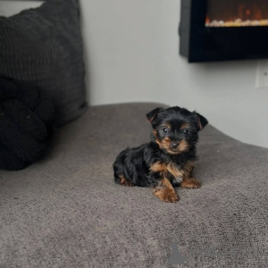 Photo №3. Chiot Yorkshire Terrier disponible à l'adoption. Allemagne