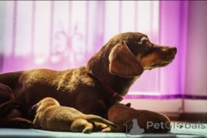 Photo №2 de l'annonce № 138880 de la vente dobermann - acheter à La Grande-Bretagne éleveur