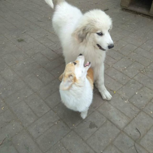 Photo №1. chien de montagne des pyrénées - à vendre en ville de Belgorod | 568€ | Annonce №2556
