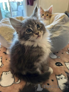 Photo №1. maine coon - à vendre en ville de Damüls | 350€ | Annonce № 171019