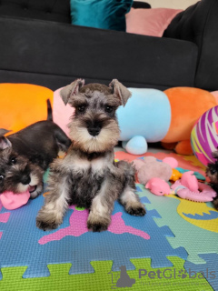 Photos supplémentaires: Schnauzer nain