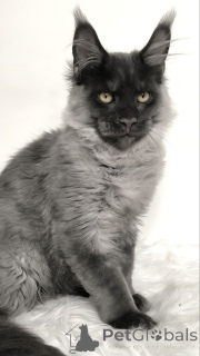 Photo №1. maine coon - à vendre en ville de Augustusburg | négocié | Annonce № 156789
