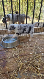 Photo №2 de l'annonce № 163077 de la vente border collie - acheter à USA éleveur