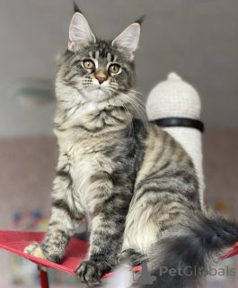 Photo №2 de l'annonce № 163173 de la vente maine coon - acheter à Allemagne éleveur