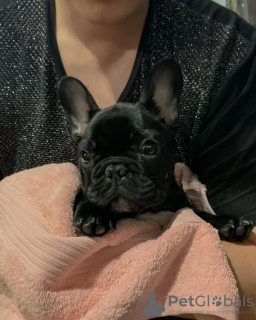 Photo №4. Je vais vendre bouledogue en ville de Berlin. annonce privée - prix - 404€