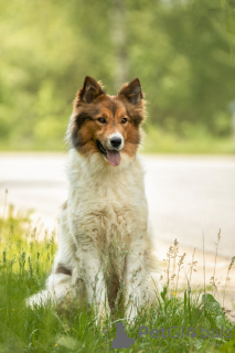 Photo №1. chien bâtard - à vendre en ville de Москва | Gratuit | Annonce №143762