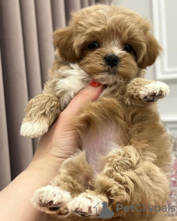 Photo №3. Chiots Maltipoo.. Allemagne