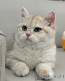 Photo №1. british shorthair - à vendre en ville de Flensburg | négocié | Annonce № 158454