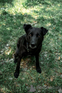 Photos supplémentaires: Le bon chien Drake est entre de bonnes mains.