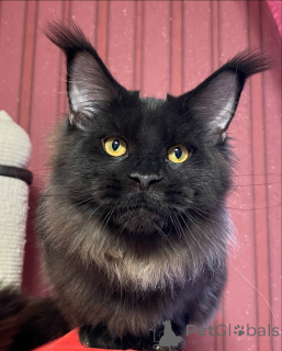 Photo №4. Je vais vendre maine coon en ville de Déshabiller. annonce privée - prix - négocié