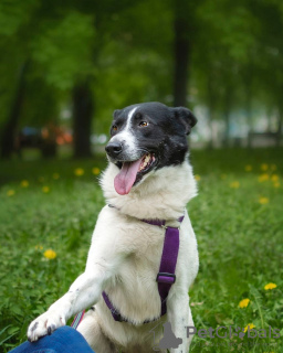 Photo №1. chien bâtard - à vendre en ville de Москва | Gratuit | Annonce №53708