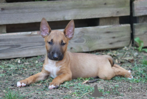 Photos supplémentaires: Chiots bull-terrier standards