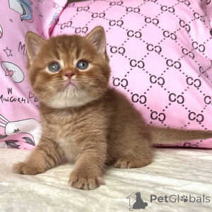 Photo №2 de l'annonce № 160391 de la vente british shorthair - acheter à Allemagne annonce privée