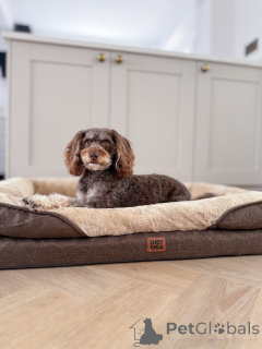 Photo №2 de l'annonce № 156414 de la vente labradoodle - acheter à Luxembourg annonce privée