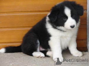 Photo №1. border collie - à vendre en ville de Tegernsee | 350€ | Annonce №119005