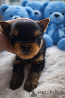 Photo №2 de l'annonce № 162029 de la vente yorkshire terrier - acheter à Danemark annonce privée