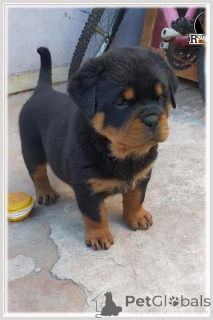 Photo №3. Chiots Rottweiler à vendre. Pays Bas